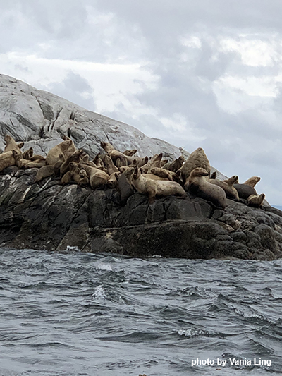 Sea lions gathering on rocky outcroppings near the shore