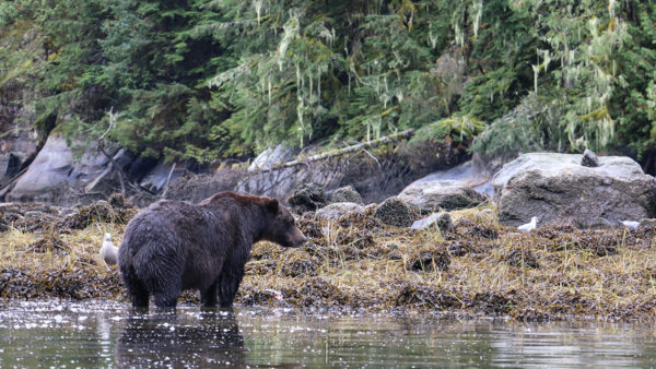 Grizzly bear sow at the mouth of the Mussel River