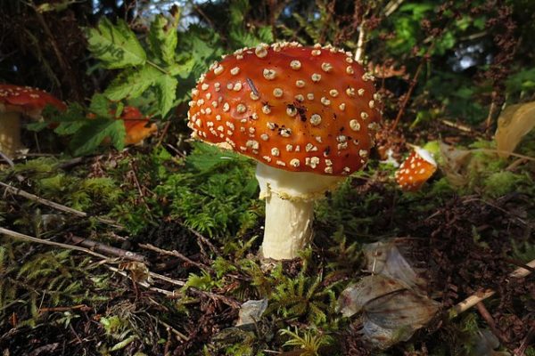 Iconic Toadstool (Amanita muscaria) on Kaien Island